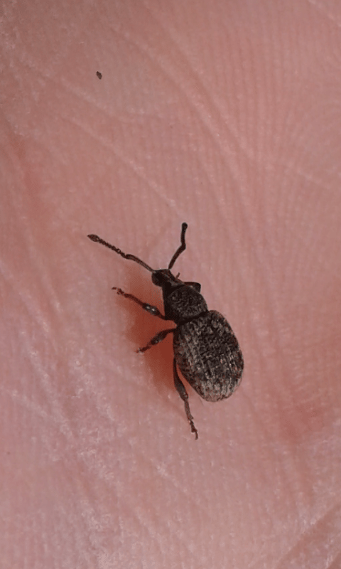 Curculionidae ; Otiorhynchus sp.?